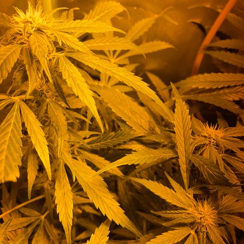 Nothern light automatic growlog timeline photo