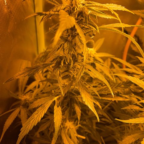 Nothern light automatic growlog timeline photo