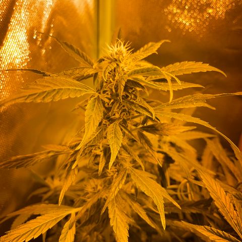 Nothern light automatic growlog timeline photo