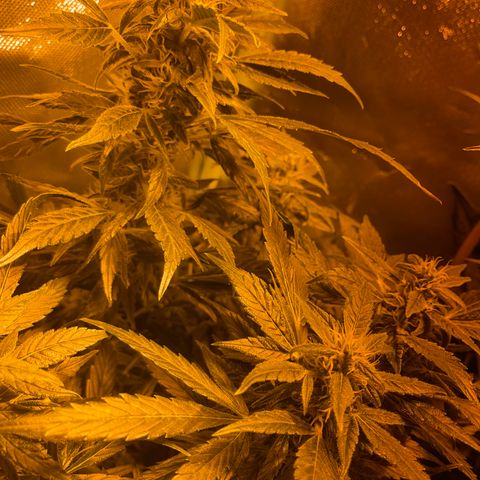 Nothern light automatic growlog timeline photo
