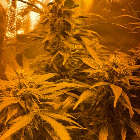 Nothern light automatic growlog timeline photo