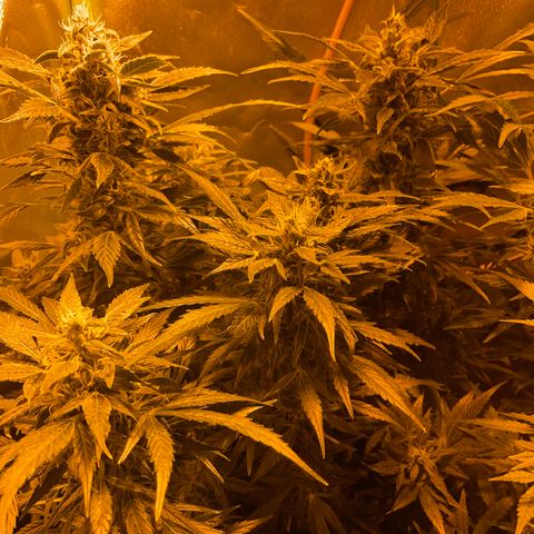 Nothern light automatic growlog timeline photo