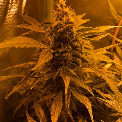 Nothern light automatic growlog timeline photo