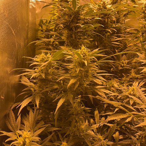 Nothern light automatic growlog timeline photo
