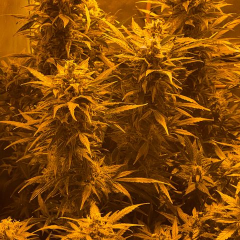 Nothern light automatic growlog timeline photo