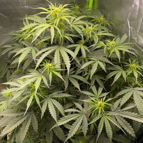 Watermelon Automatic growlog timeline photo