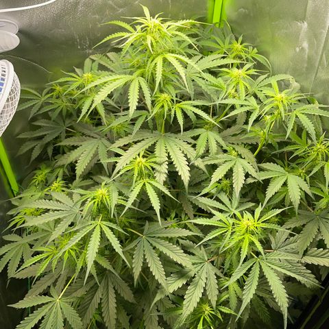 Watermelon Automatic growlog timeline photo