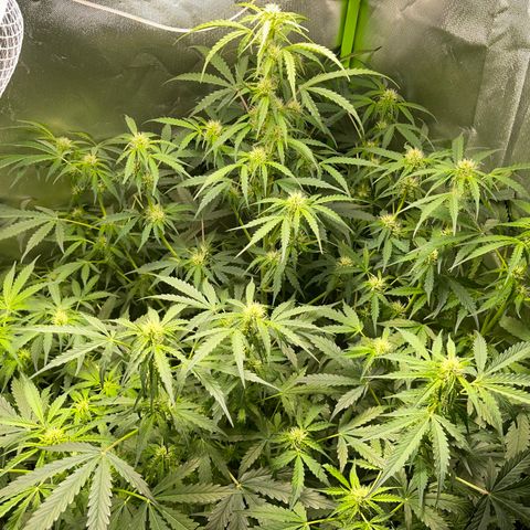 Watermelon Automatic growlog timeline photo