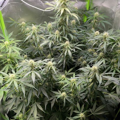 Watermelon Automatic growlog timeline photo