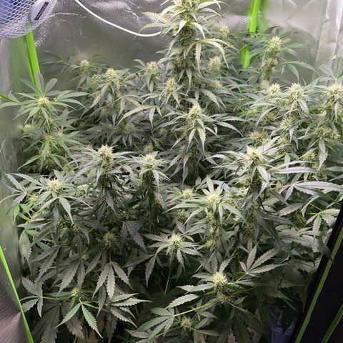 Watermelon Automatic growlog timeline photo