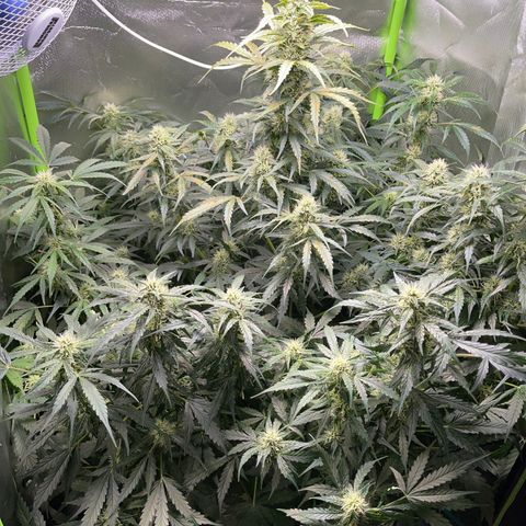 Watermelon Automatic growlog timeline photo