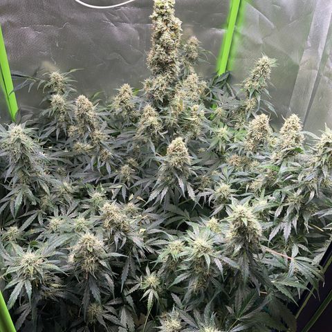 Watermelon Automatic growlog timeline photo