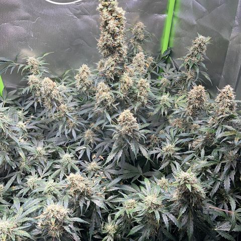 Watermelon Automatic growlog timeline photo