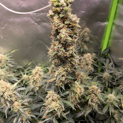 Watermelon Automatic growlog timeline photo