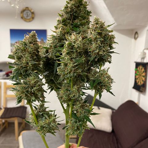 Watermelon Automatic growlog timeline photo