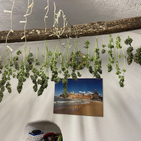 Watermelon Automatic growlog timeline photo