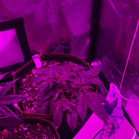 Doge Regular indica  growlog timeline photo