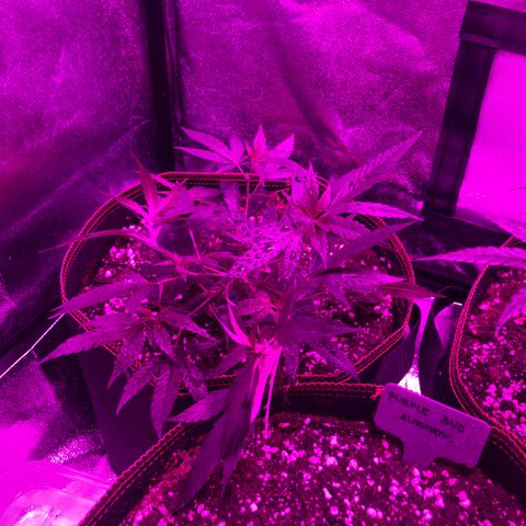 Lemon Haze growlog timeline photo