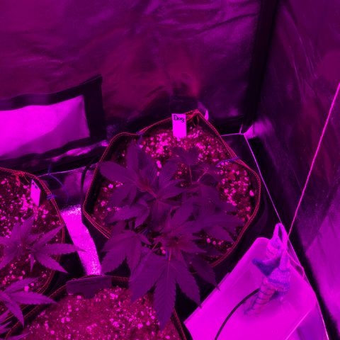 Doge Regular indica  growlog timeline photo