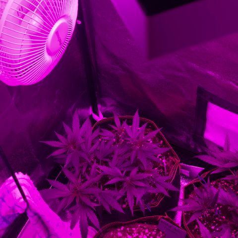 Lemon Haze growlog timeline photo