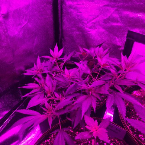 Lemon Haze growlog timeline photo