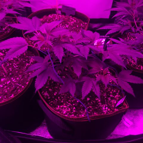 Doge Regular indica  growlog timeline photo