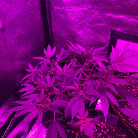 Lemon Haze growlog timeline photo