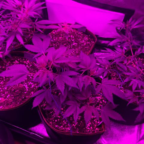 Doge Regular indica  growlog timeline photo