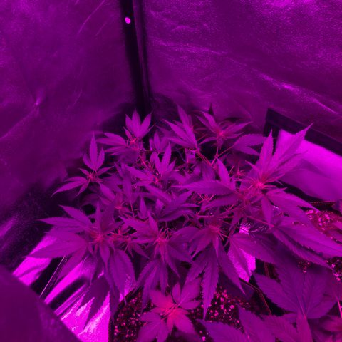 Lemon Haze growlog timeline photo