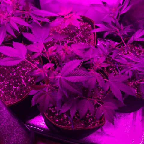 Doge Regular indica  growlog timeline photo