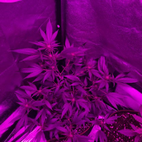 Lemon Haze growlog timeline photo