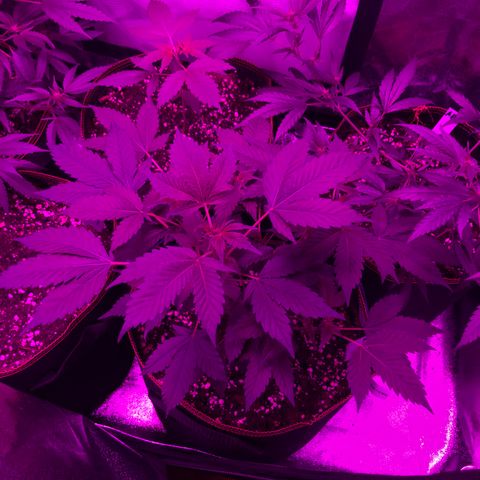 Doge Regular indica  growlog timeline photo
