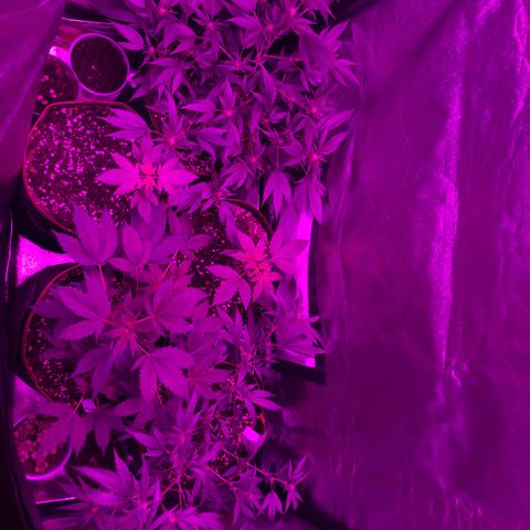 Lemon Haze growlog timeline photo