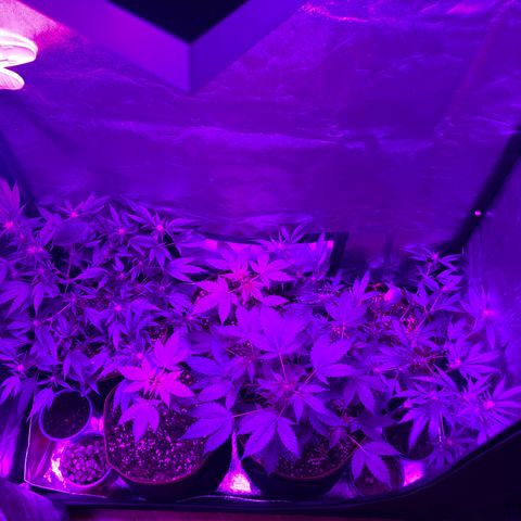 Lemon Haze growlog timeline photo
