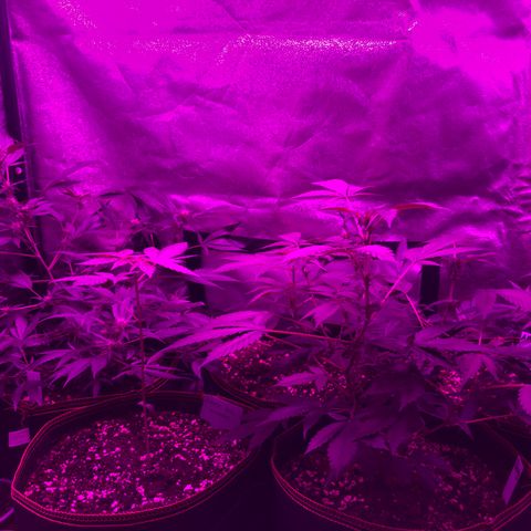 Lemon Haze growlog timeline photo