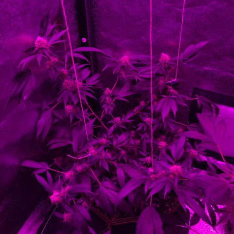 Lemon Haze growlog timeline photo
