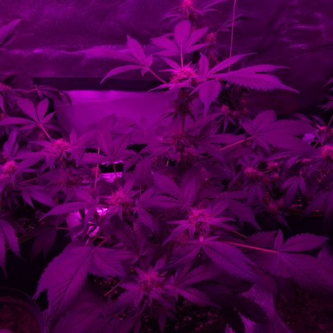 Doge Regular indica  growlog timeline photo