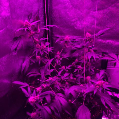 Lemon Haze growlog timeline photo