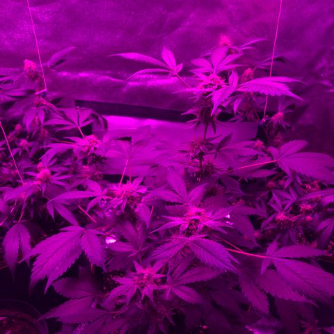 Doge Regular indica  growlog timeline photo