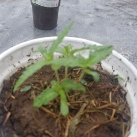 Wed cake growlog timeline photo