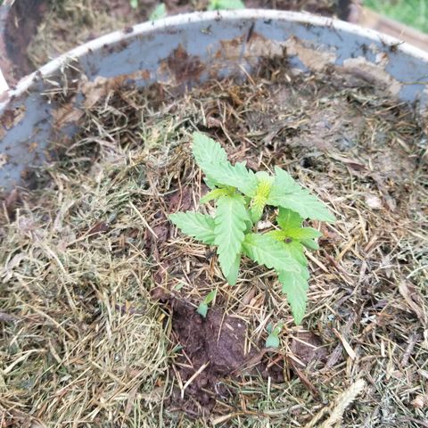 Wed cake growlog timeline photo