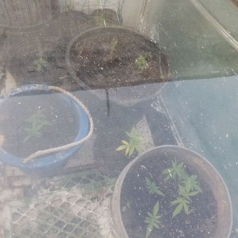 Wed cake growlog timeline photo