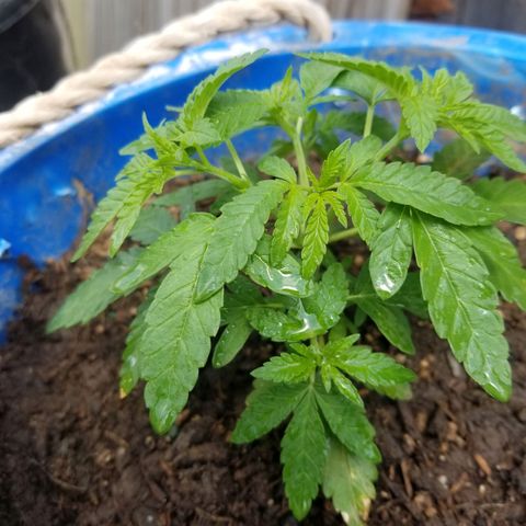 Wed cake growlog timeline photo