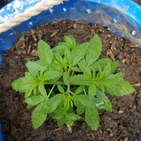 Wed cake growlog timeline photo