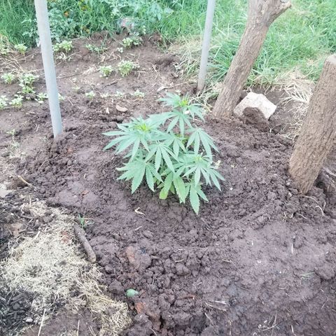 Wed cake growlog timeline photo