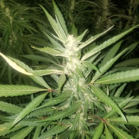 Wed cake growlog timeline photo