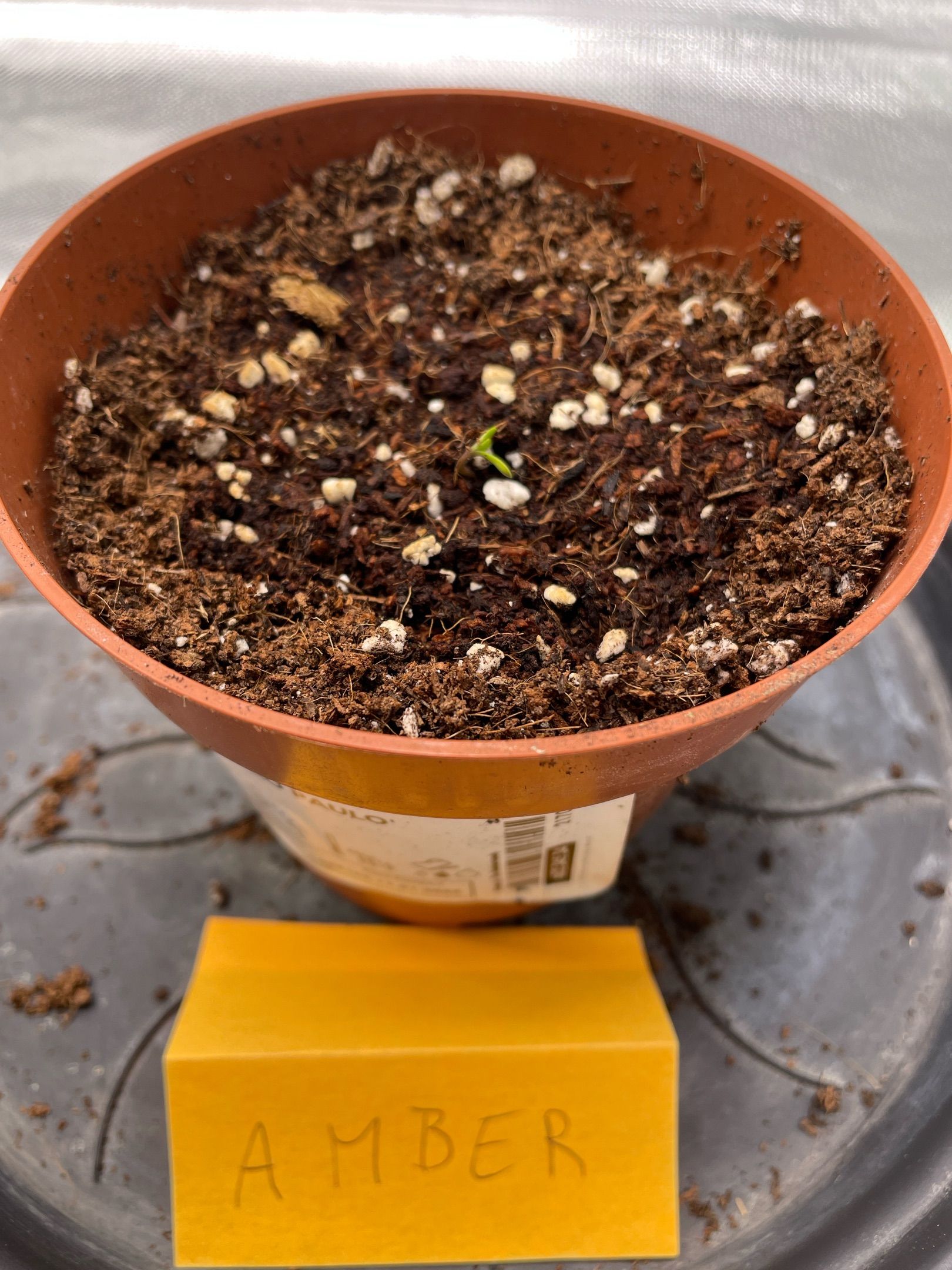 Amber - Blue gelato #41 growlog photo 6