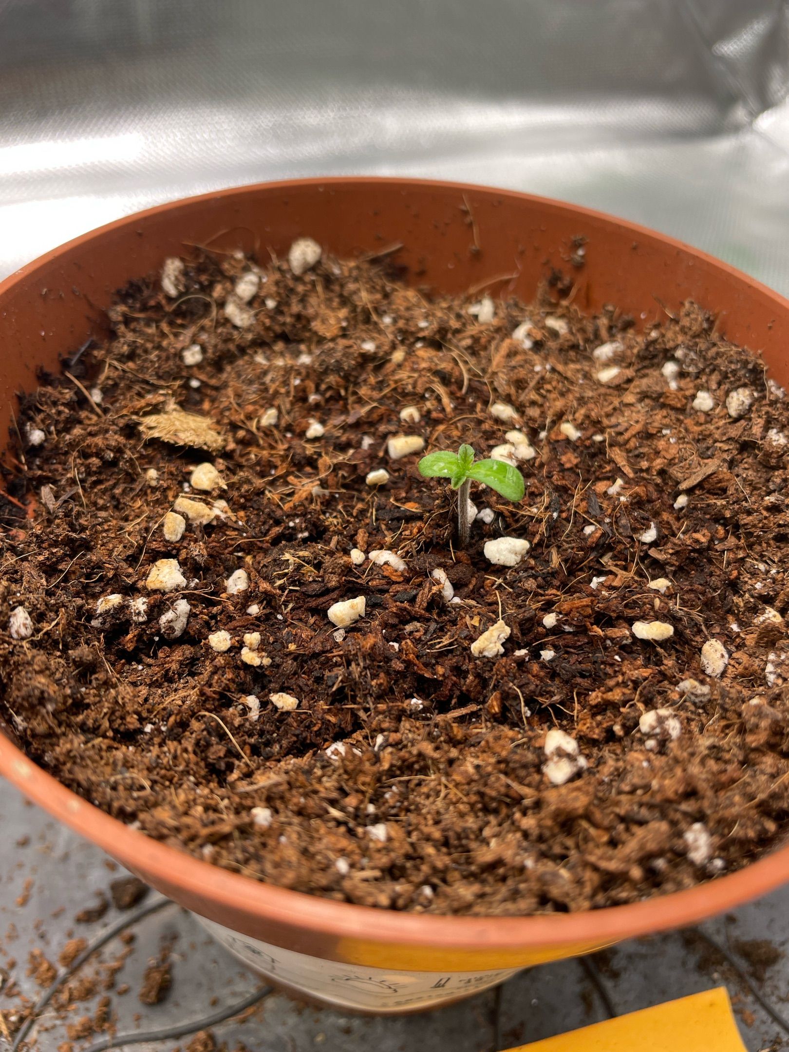 Amber - Blue gelato #41 growlog photo 7