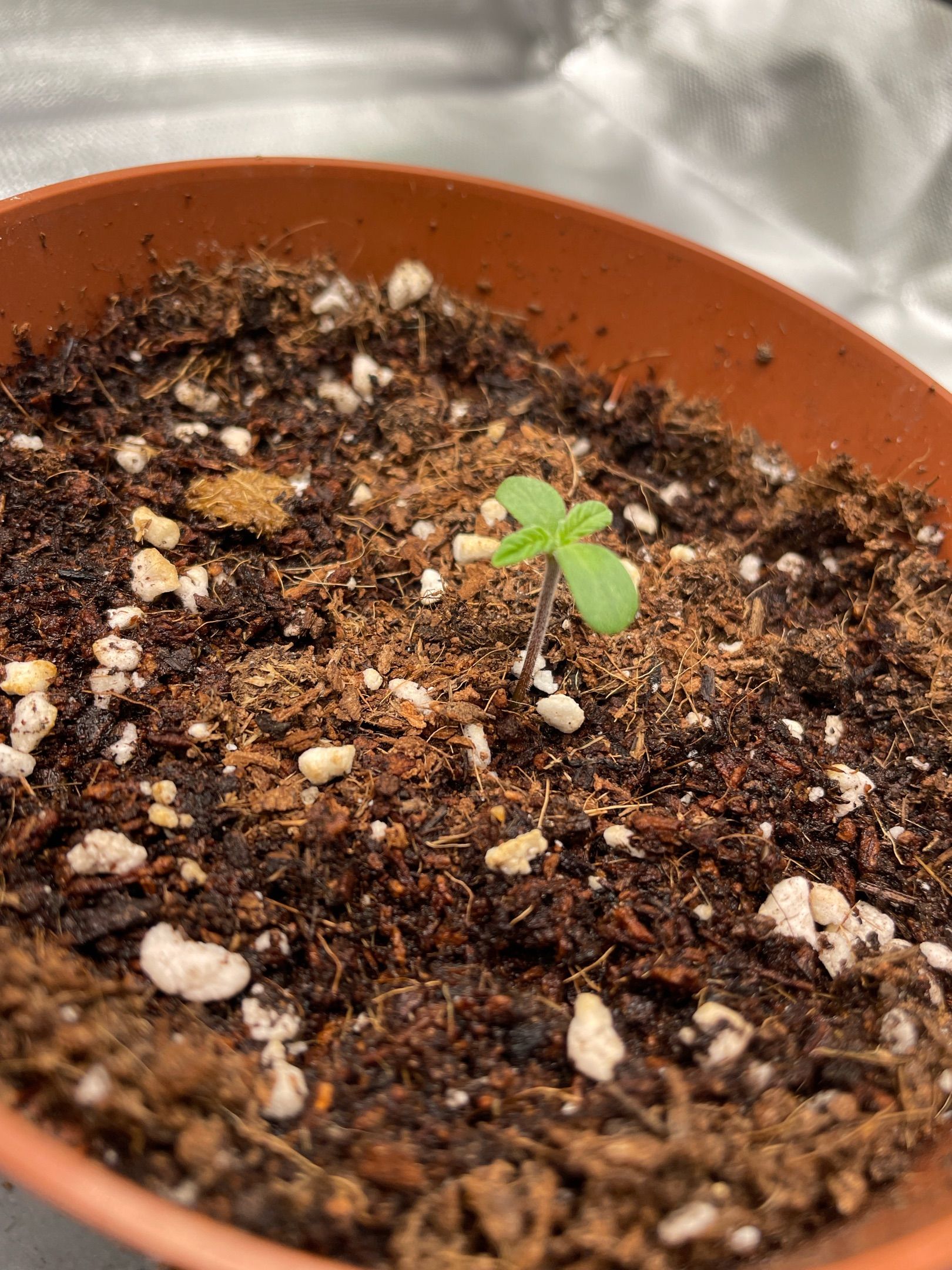 Amber - Blue gelato #41 growlog photo 8