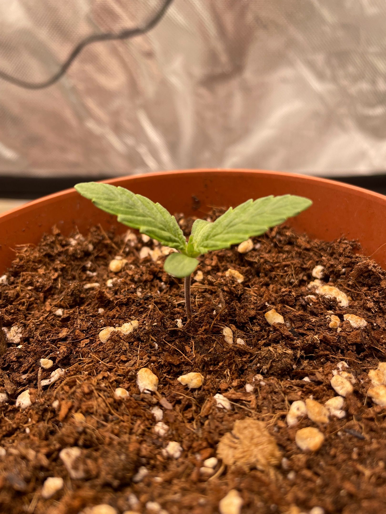 Amber - Blue gelato #41 growlog photo 9